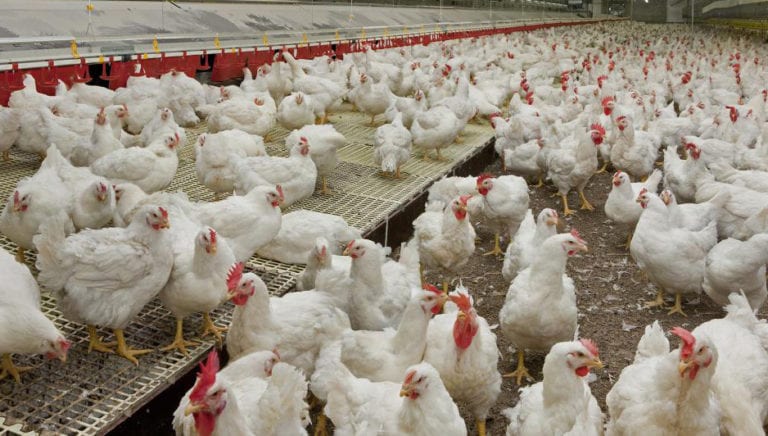 O&G pushing poultry demand in Guyana