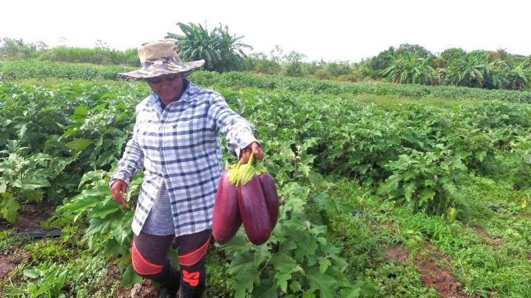 Food for over 2,000 persons offshore part of big agri demand Guyana can meet using oil riches