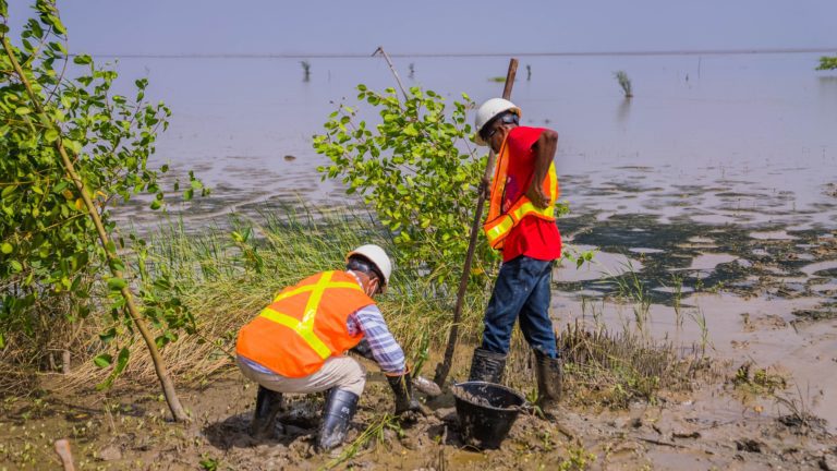 Exxon replants mangroves cleared for fibre optic cable, removes 1.4 tonnes of trash