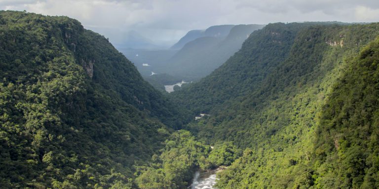 Guyana to amplify marketing of standing forests with national carbon registry