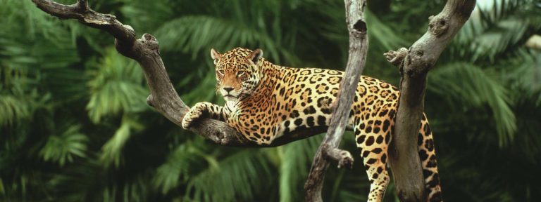 Exxon’s 6th Guyana FPSO named Jaguar after national animal
