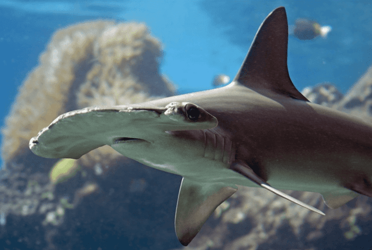ExxonMobil to leverage Proxxima tech in Hammerhead subsea development