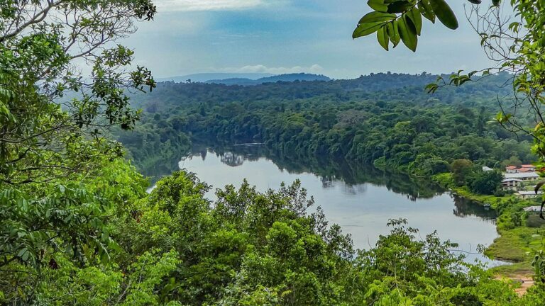 Suriname’s carbon credit conundrum: Unlocking value in a forested future