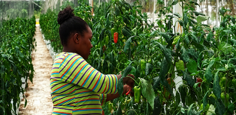 SBM Offshore’s Green Farms Initiative cuts food imports for offshore operations